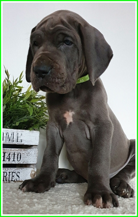 Litter Q 6 weeks